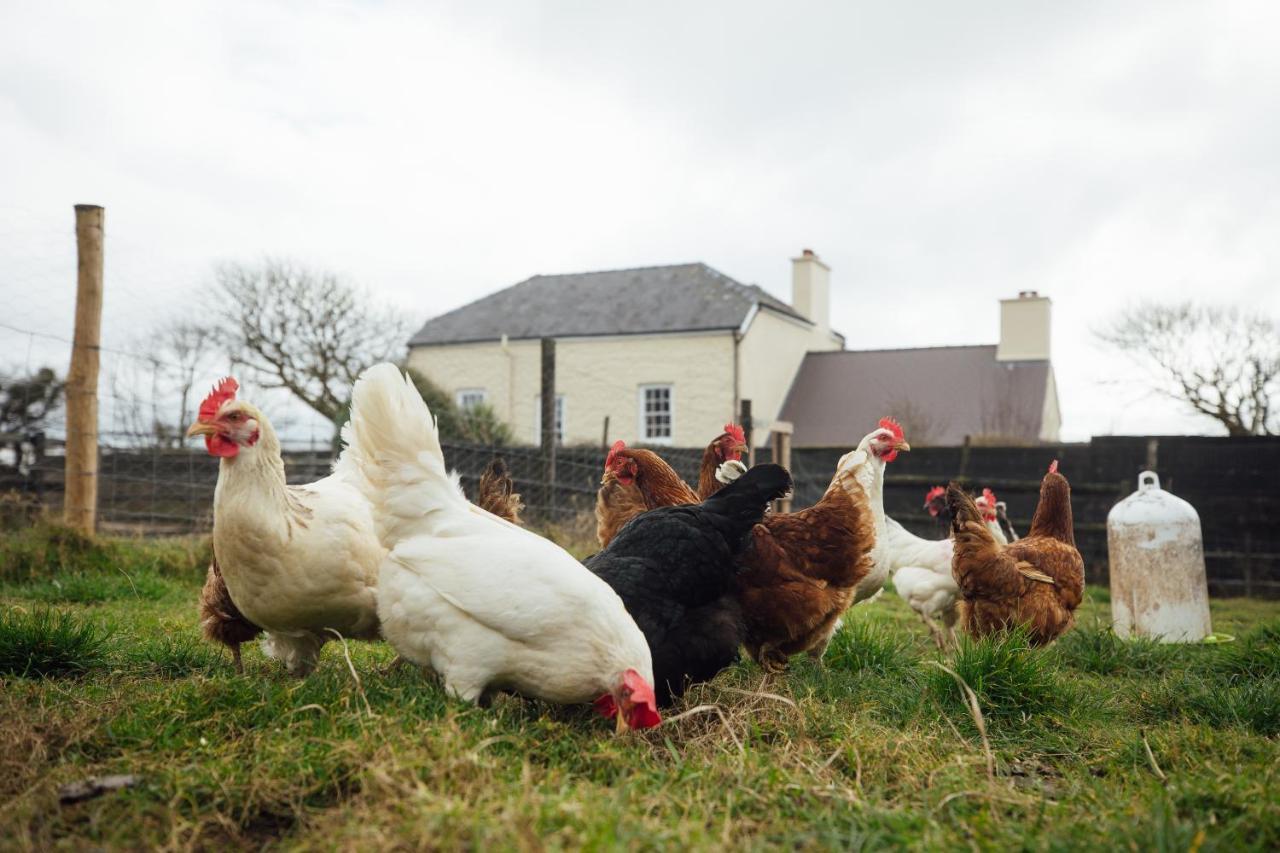 Penrhiw Farm B & B Goodwick Εξωτερικό φωτογραφία