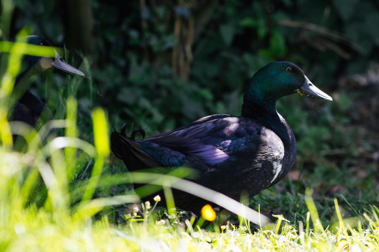 Penrhiw Farm B & B Goodwick Εξωτερικό φωτογραφία